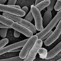 i-lactobacillus